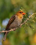 Red-headed Weaver