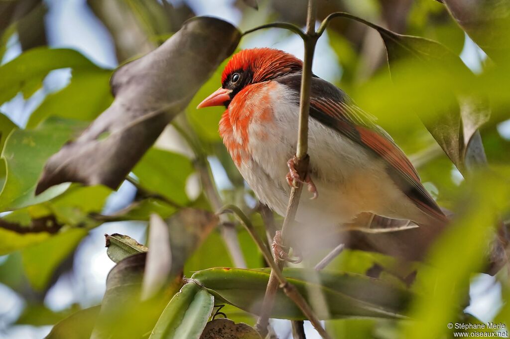 Red-headed Weaver