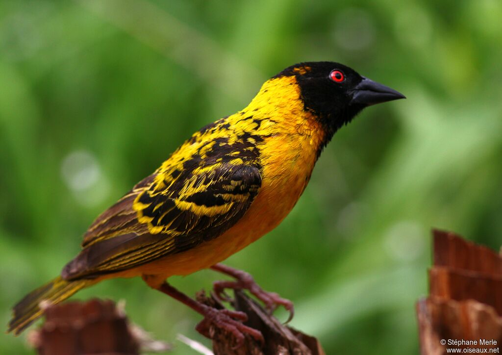 Village Weaver