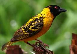 Village Weaver