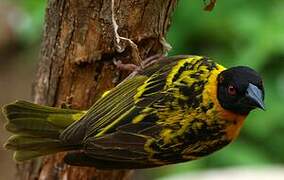 Village Weaver