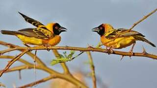 Village Weaver