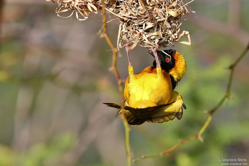 Village Weaver male adult breeding