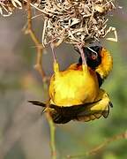 Village Weaver