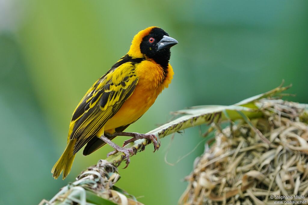 Village Weaver male adult