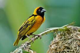 Village Weaver