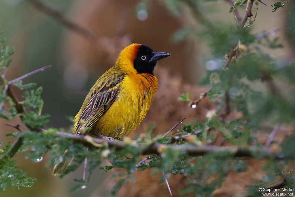 Lesser Masked Weaver male adult breeding