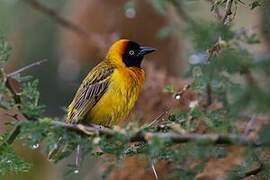 Lesser Masked Weaver