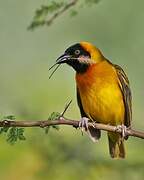 Lesser Masked Weaver