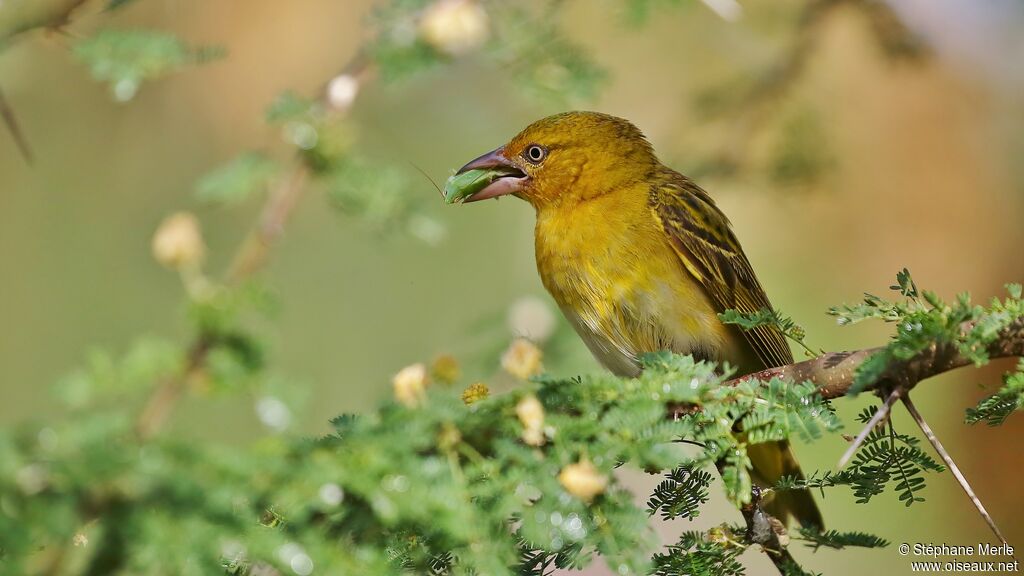 Lesser Masked Weaver female adult