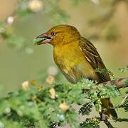 Lesser Masked Weaver