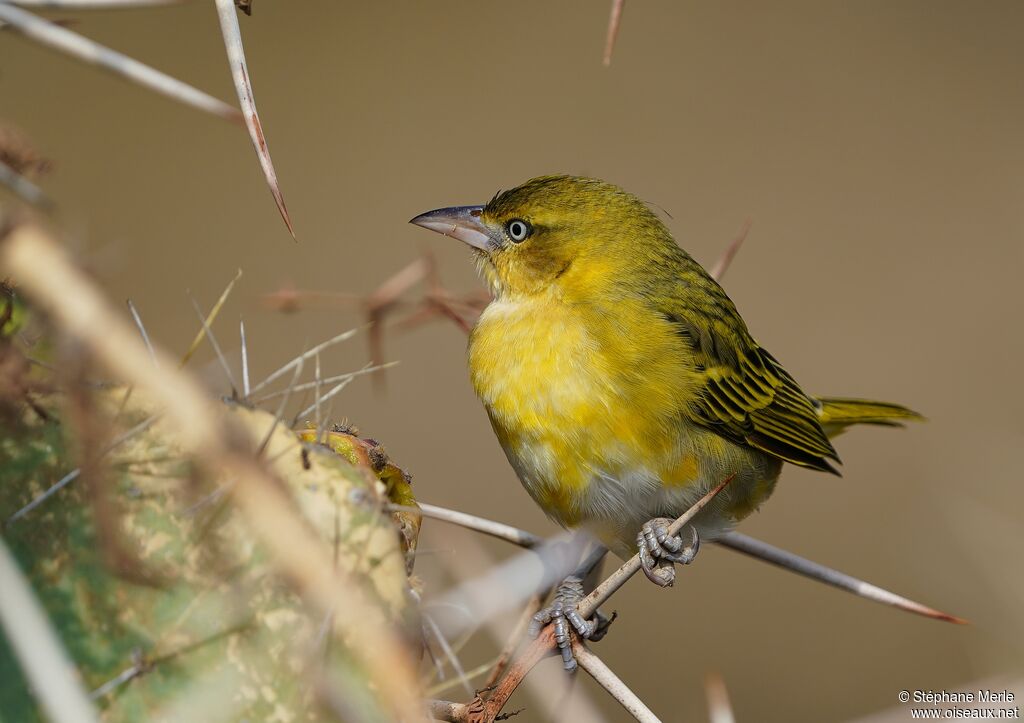 Lesser Masked Weaver female adult