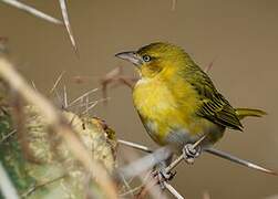 Lesser Masked Weaver