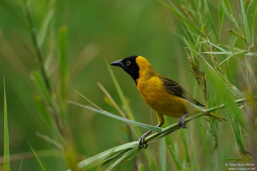 Lesser Masked Weaver male adult