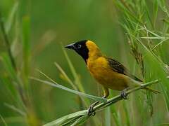 Lesser Masked Weaver