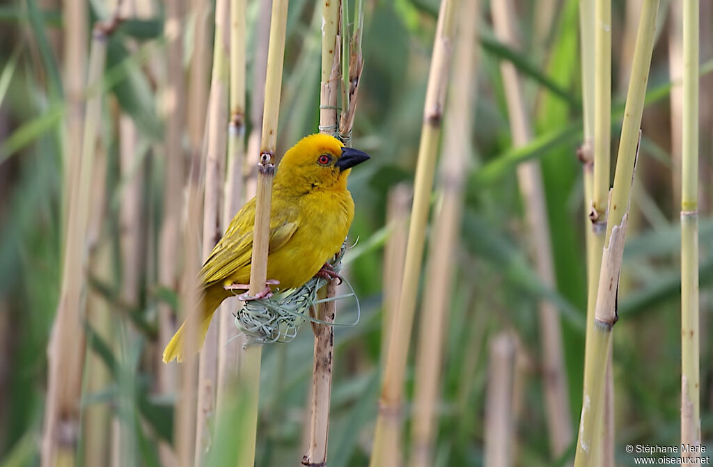 Tisserin jaune mâle adulte