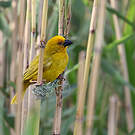 Tisserin jaune