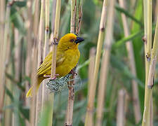 Eastern Golden Weaver