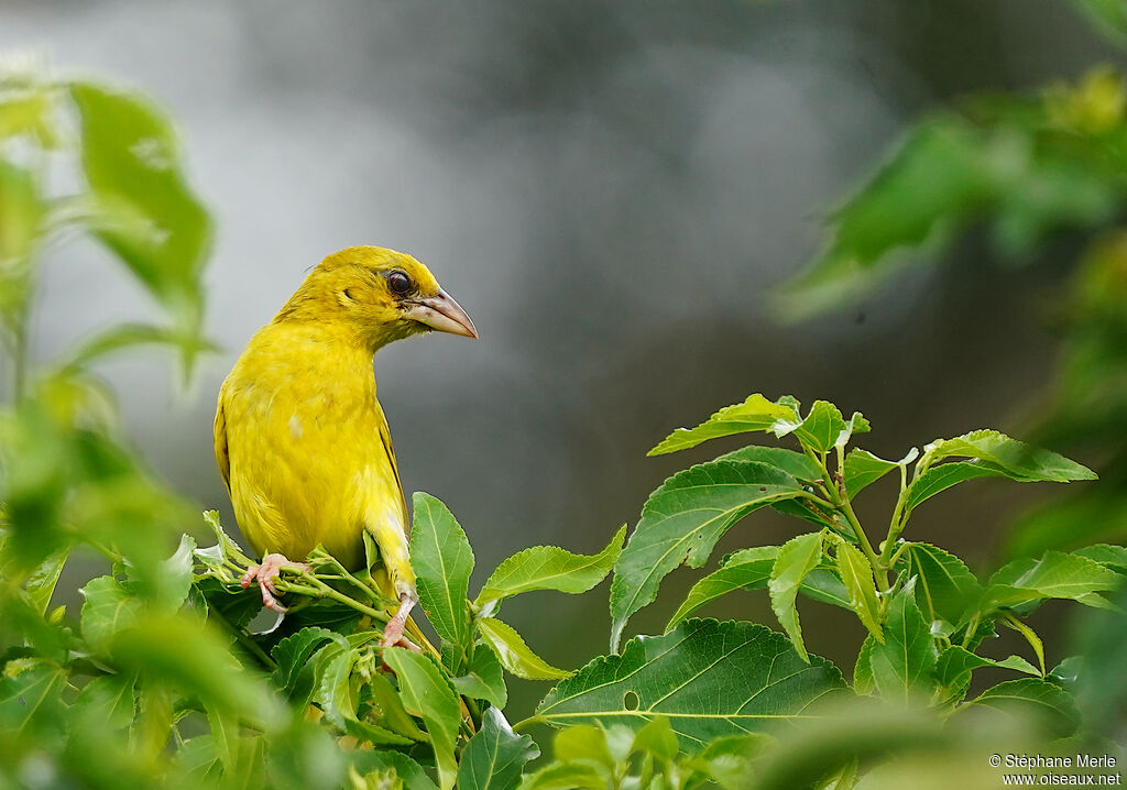 Tisserin jaune femelle