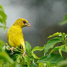 Tisserin jaune