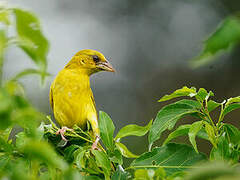 Tisserin jaune