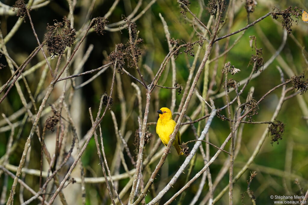 Tisserin jaune mâle adulte