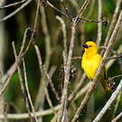 Tisserin jaune