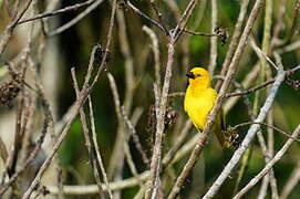 Eastern Golden Weaver