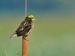 Streaked Weaver