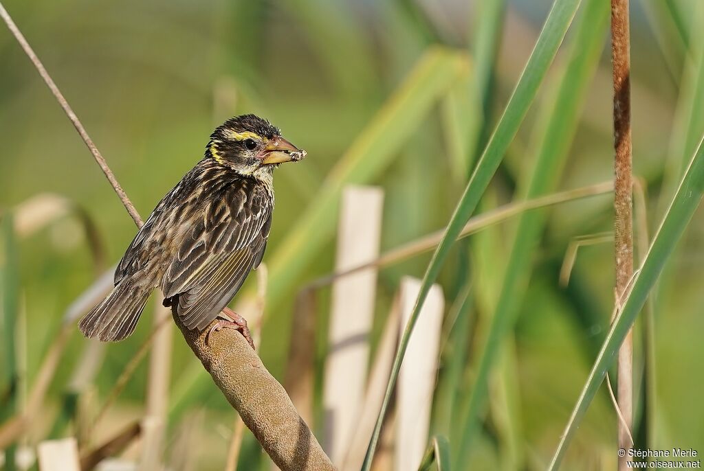 Streaked Weaver female