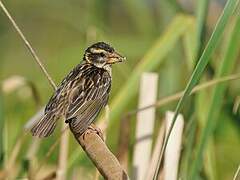 Streaked Weaver