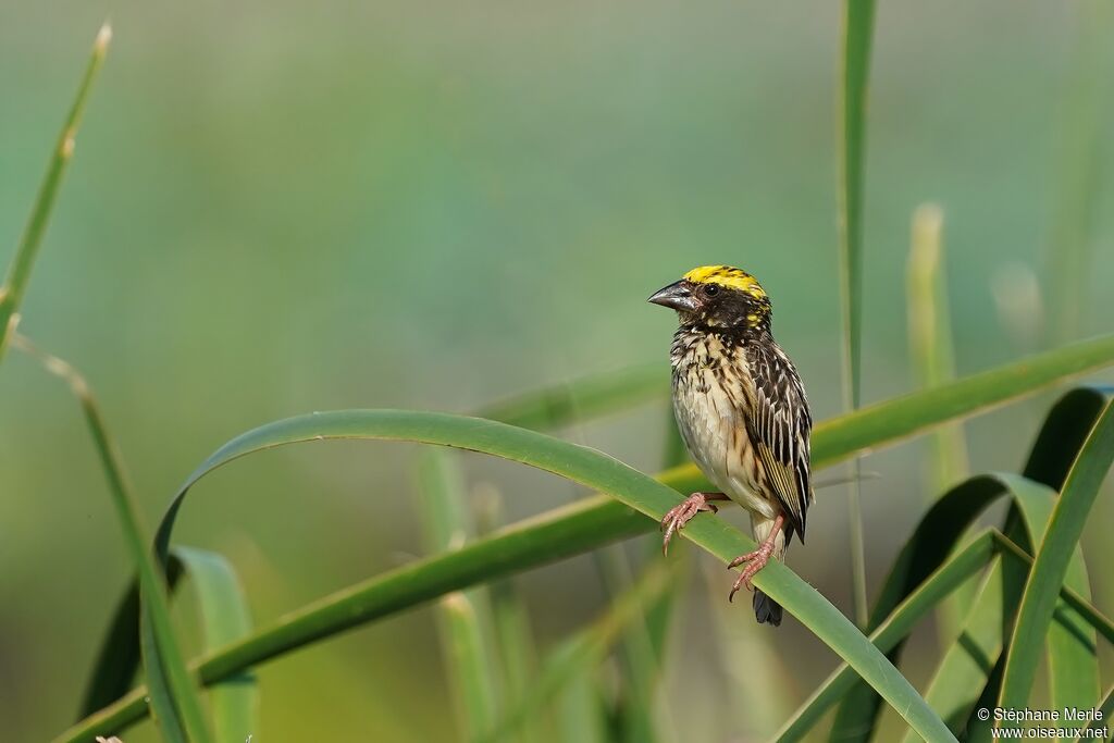 Streaked Weaver male adult breeding