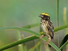 Streaked Weaver