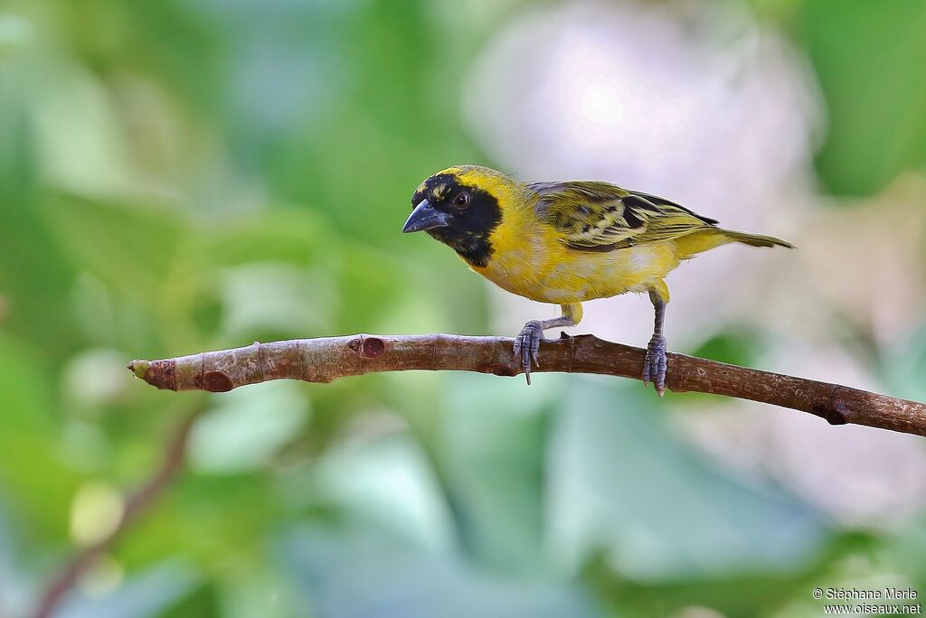 Little Weaver male adult