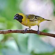 Little Weaver