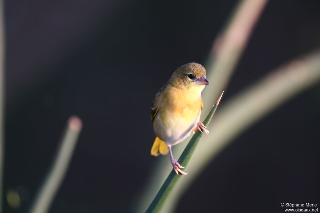 Little Weaver female