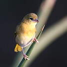 Tisserin minule