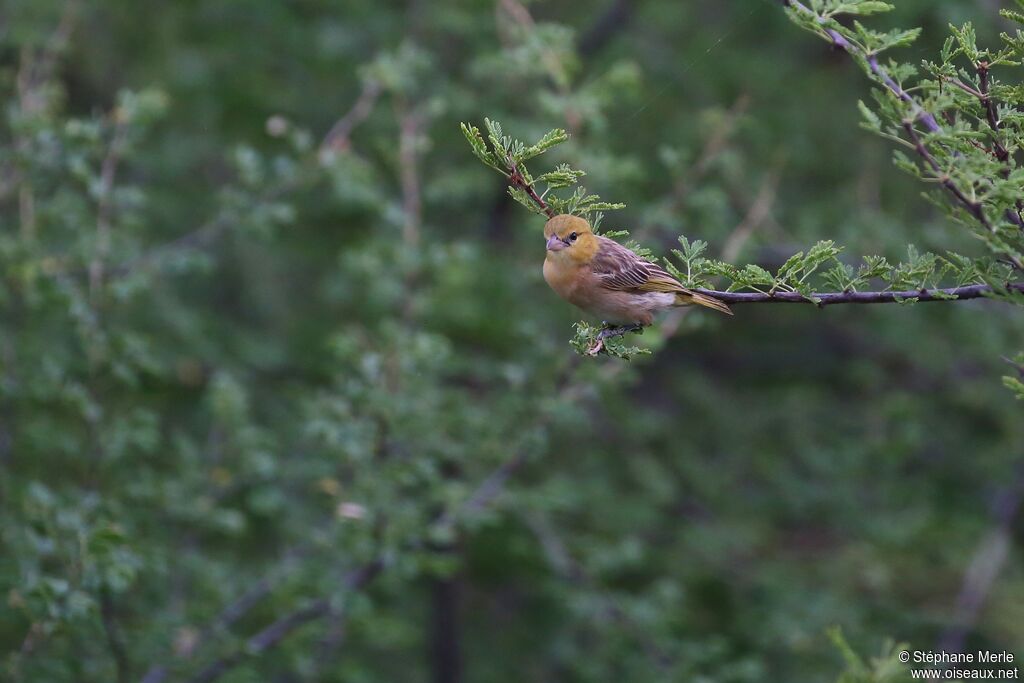 Little Weaver female