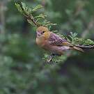 Tisserin minule