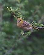 Little Weaver