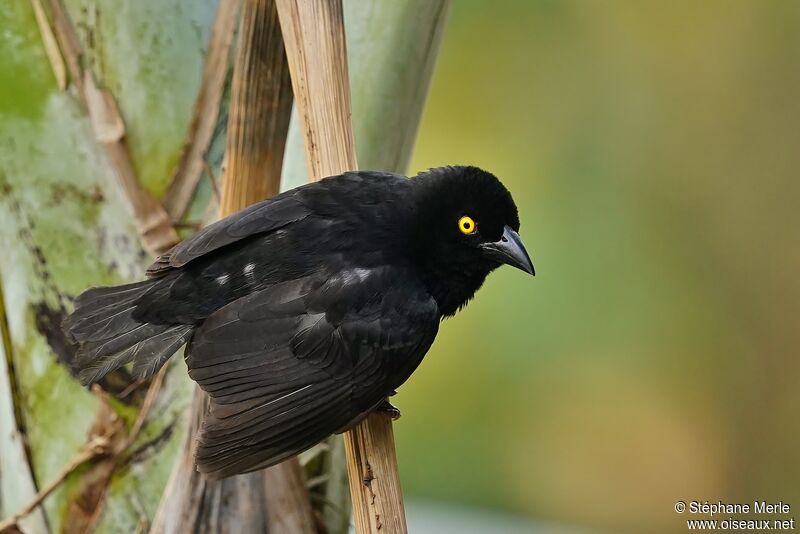 Vieillot's Black Weaver male adult