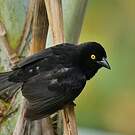 Tisserin noir