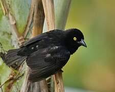 Vieillot's Black Weaver