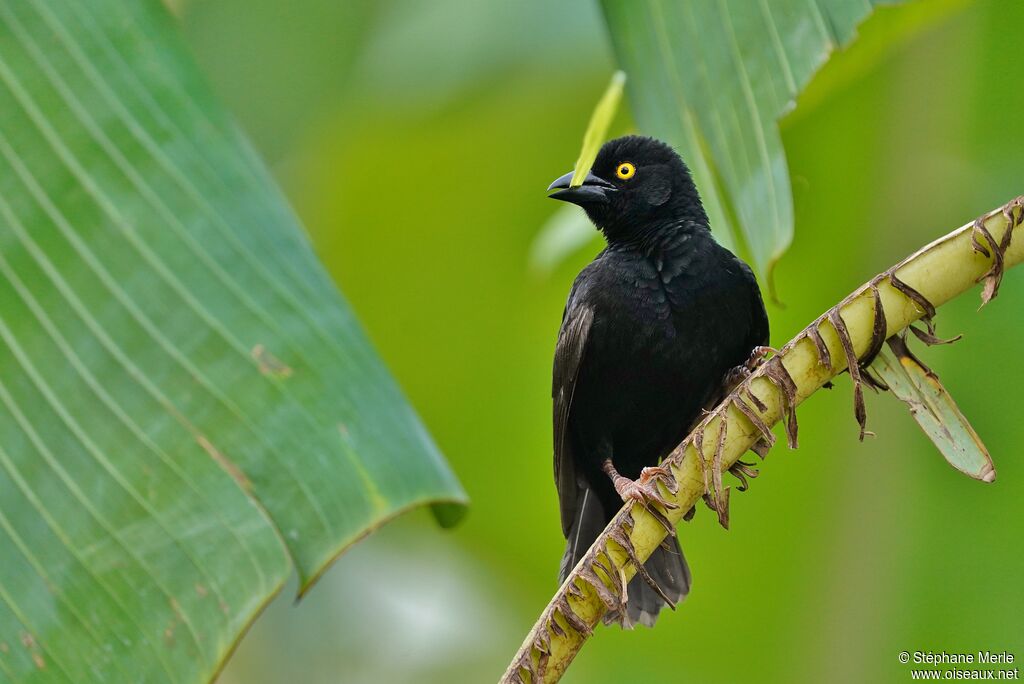 Vieillot's Black Weaver male adult