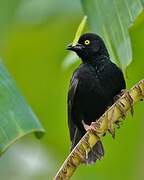 Vieillot's Black Weaver