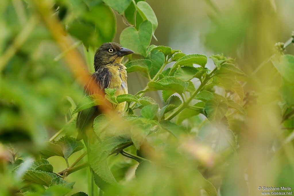 Vieillot's Black Weaver female adult