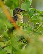 Vieillot's Black Weaver