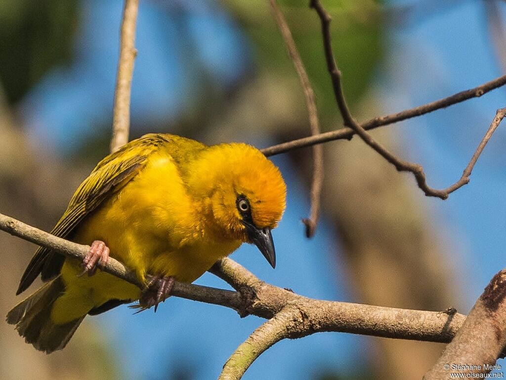 Orange Weaveradult