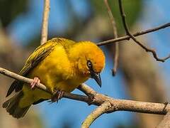 Orange Weaver