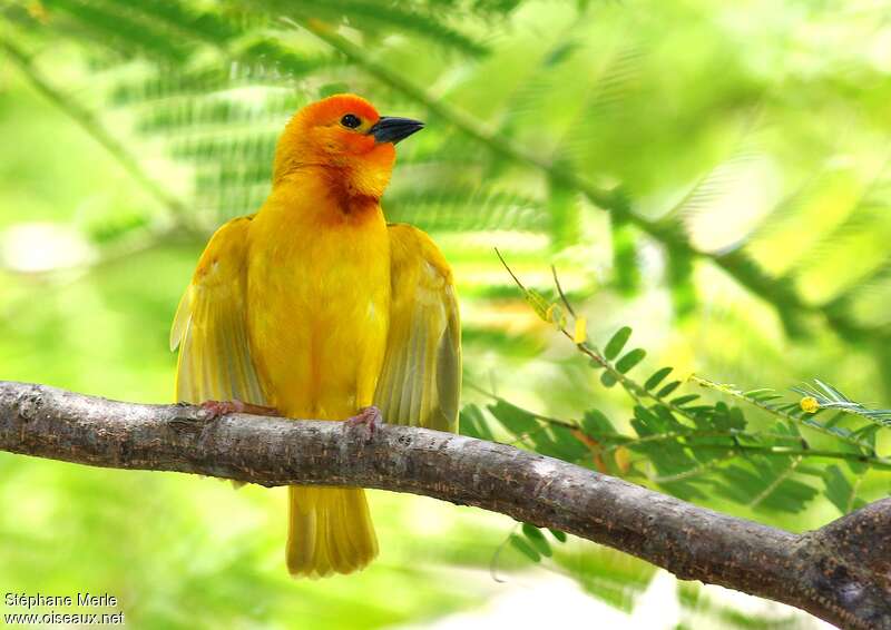 Golden Palm Weaver male adult breeding, courting display